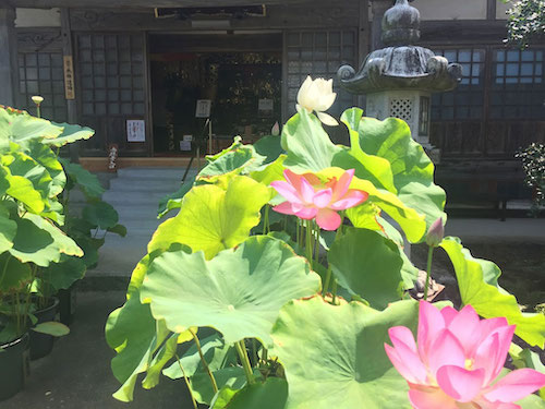 はすとも２